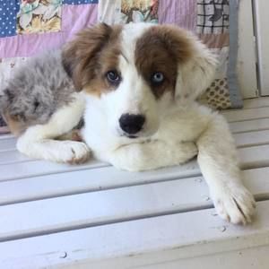 Meet your Posher, Mason